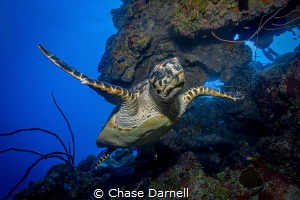 "Eye Ballin"
A Hawksbill Turtle makes a close approach t... by Chase Darnell 